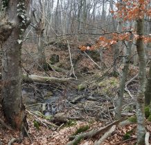 leśny potok